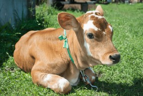 华体会下载-关于太阳再下一城，小牛腰部受伤形势堪忧的信息