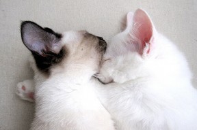 华体会体育-一场注定错位的对决，当吉林队遇上灰熊，德罗赞引爆的不只是数据