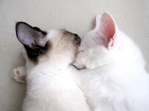 华体会体育-一场注定错位的对决,当吉林队遇上灰熊,德罗赞引爆的不只是数据 第1张 华体会体育-一场注定错位的对决,当吉林队遇上灰熊,德罗赞引爆的不只是数据 第1张